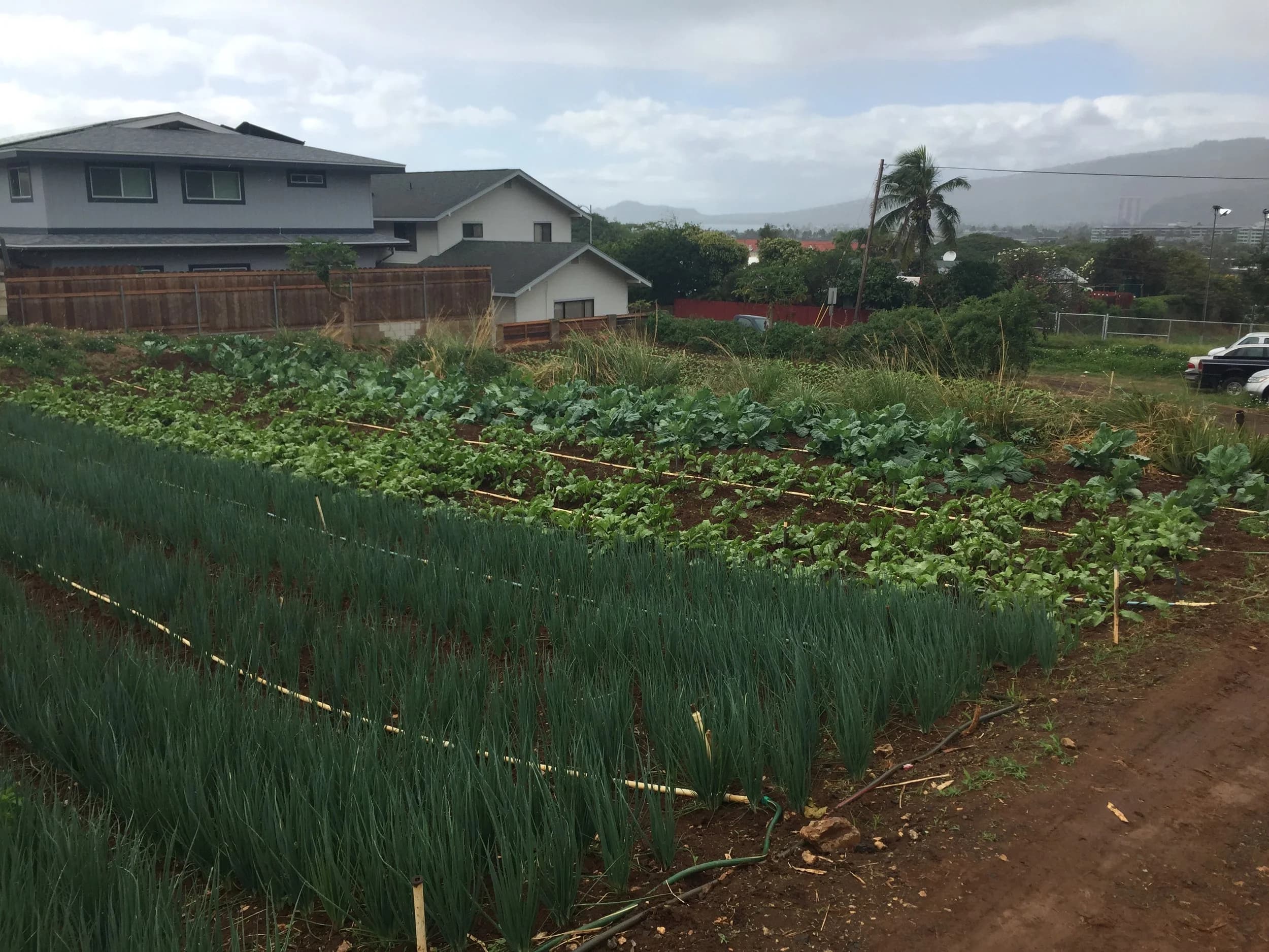 Hawaiian agricultural field